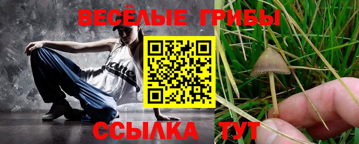 Галлюциногенные грибы Psilocybine cubensis Острогожск
